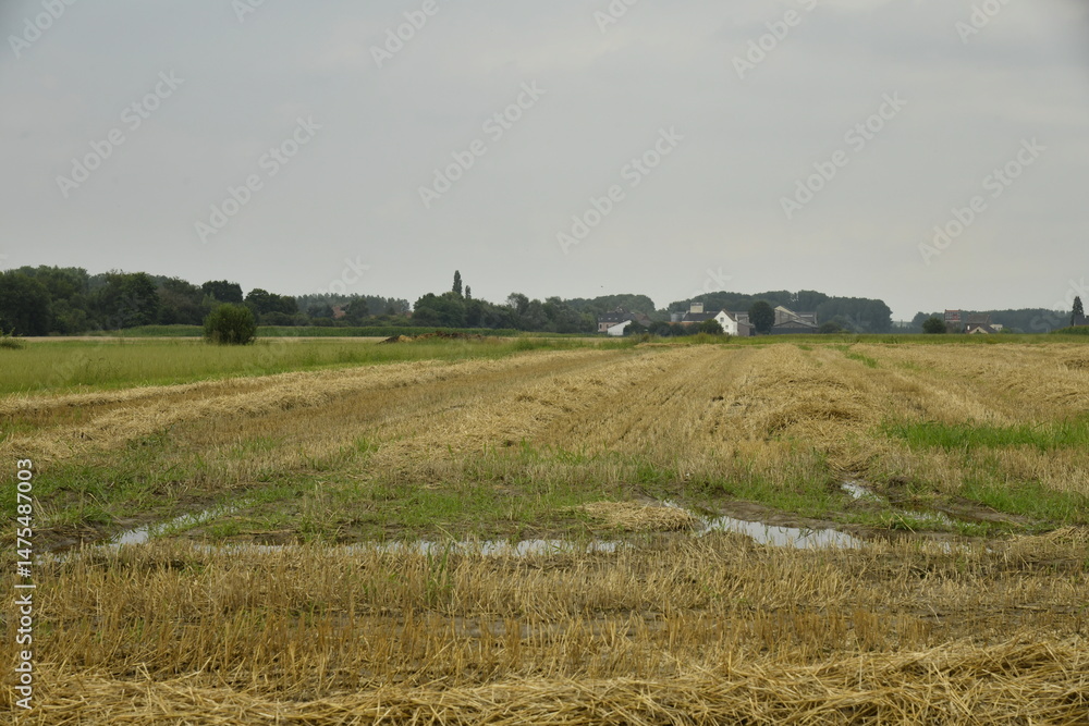 Fototapeta premium Dépôts de paille en rangées dans l'un des champs à Hellebecq (Silly) 