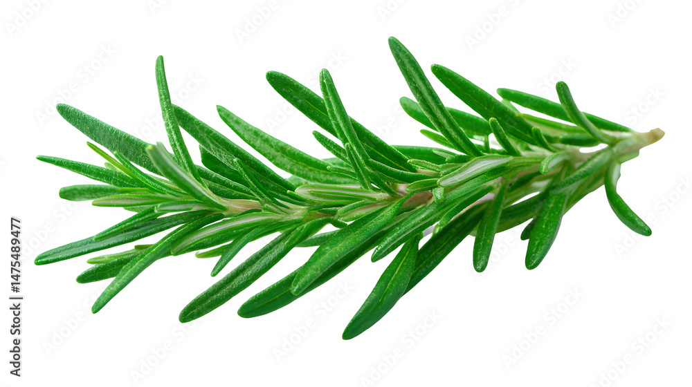 Fototapeta premium A sprig of fresh rosemary, needle-like leaves in sharp focus, aromatic look, isolated on a pure white background.
