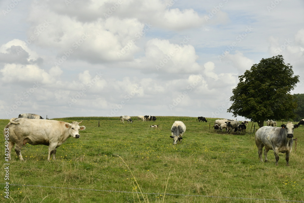 Fototapeta premium Vaches laitières dans l'un des pâturages aux environs du village de Ghislenghien (Ath)