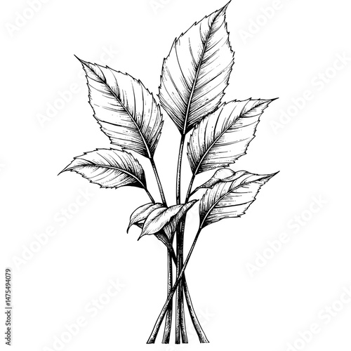 Close-up view of a bunch of taro leaves in ink sketch style  