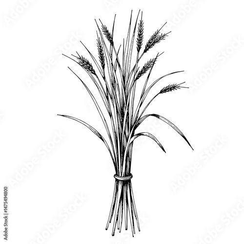 Close-up ink sketch of fresh lemongrass stalks  