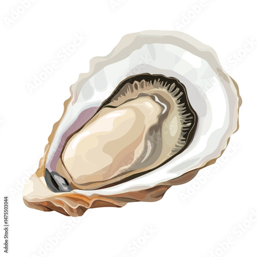 2D flat vector illustration of Oyster Shell, isolated on a white background.