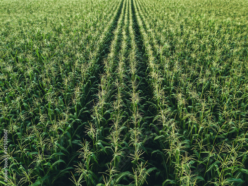 Aerial View of a Green Agricultural Field with Crop Rows. Drone photograph of a lush, green agricultural field showing perfectly aligned crop rows and visible tractor tracks.