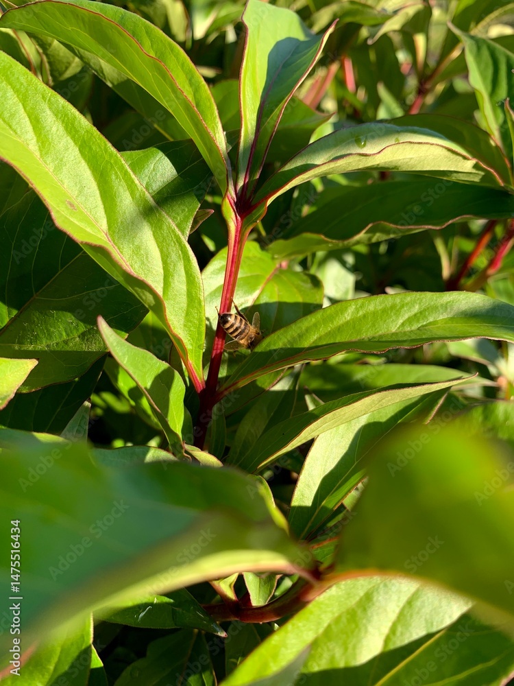 Obraz premium The bee looks for raindrops on the leaves of peonies. Green leaves of peonies.