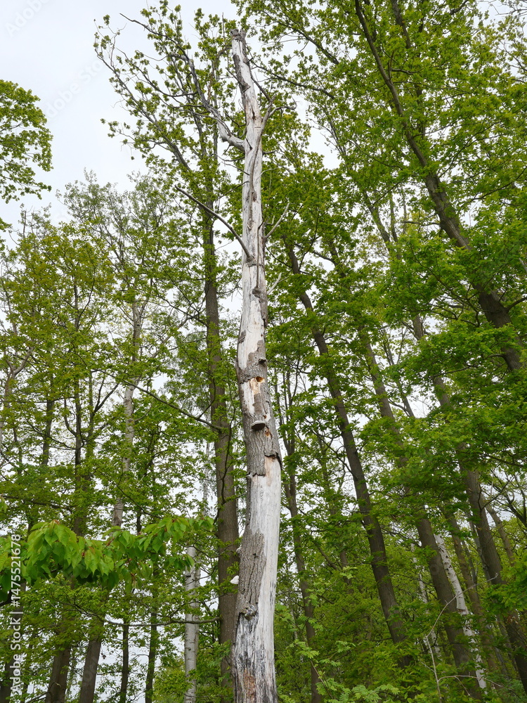Fototapeta premium Light natural forest at cliff edge with lying deadwood. Habitat for insects and birds.