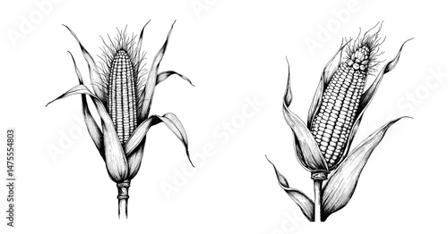 Close-Up View of Corn Cobs in Detailed Sketch Style  