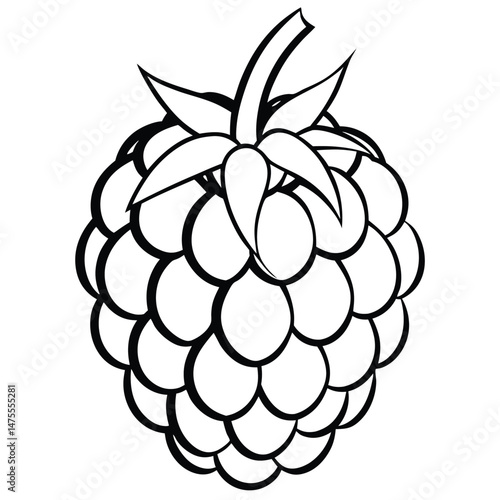 Detailed black outline drawing depicts a ripe raspberry with intricate stem details