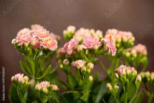 Flowers, beautiful and rich details of beautiful flowers, selective focus.