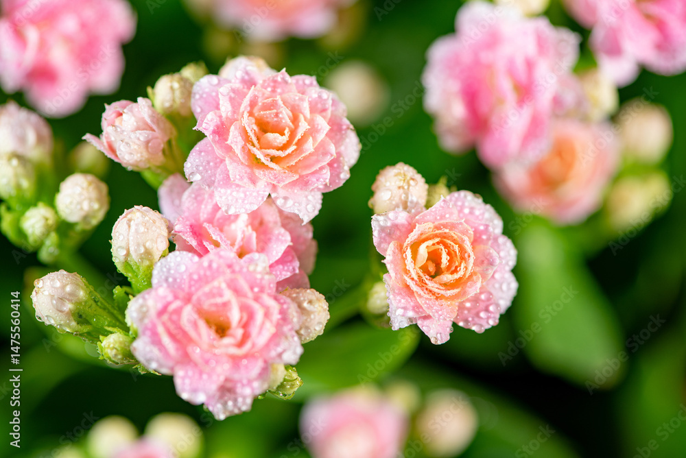Flowers, beautiful and rich details of beautiful flowers, selective focus.
