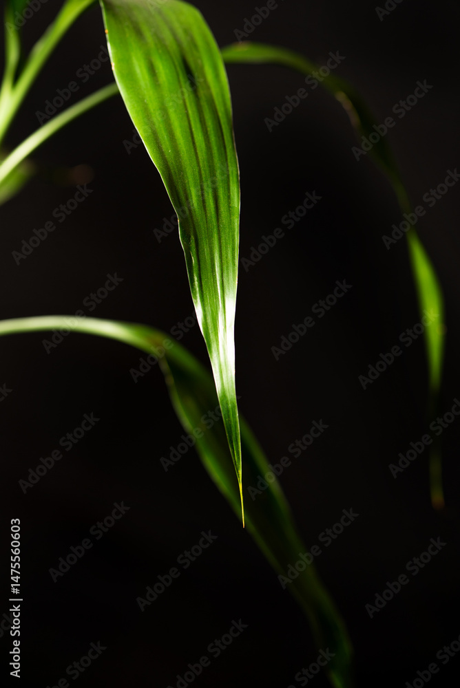 Foliage (Dracaena sanderiana), beautiful green foliage (Dracaena sanderiana) with black background, selective focus.