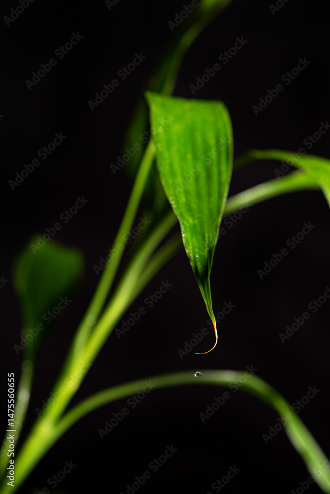 Detail of foliage (Dracaena sanderiana), beautiful green foliage (Dracaena sanderiana) seen with macro lens and black background, selective focus.