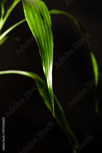 Obraz na płótnie Foliage (Dracaena sanderiana), beautiful green foliage (Dracaena sanderiana) with black background, selective focus. w salonie