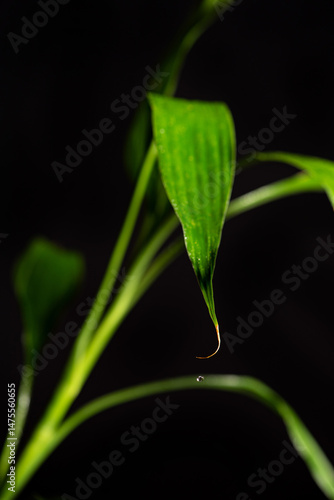 Detail of foliage (Dracaena sanderiana), beautiful green foliage (Dracaena sanderiana) seen with macro lens and black background, selective focus.