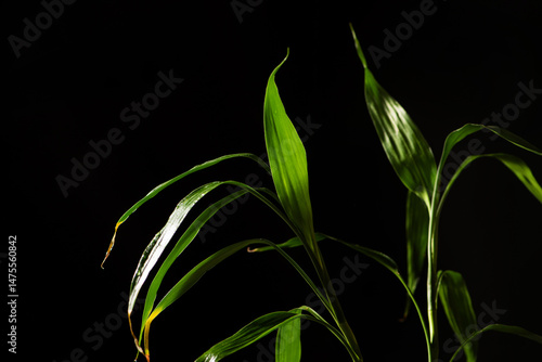 Obraz na płótnie Foliage (Dracaena sanderiana), beautiful green foliage (Dracaena sanderiana) with black background, selective focus. w salonie
