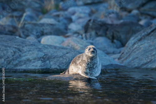 The Ladoga ringed seal, rare and endangered species