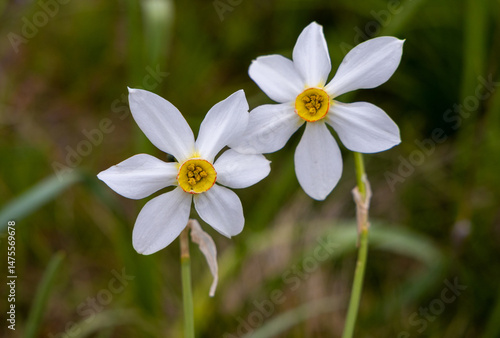 Close-up of wild daffodils in detail