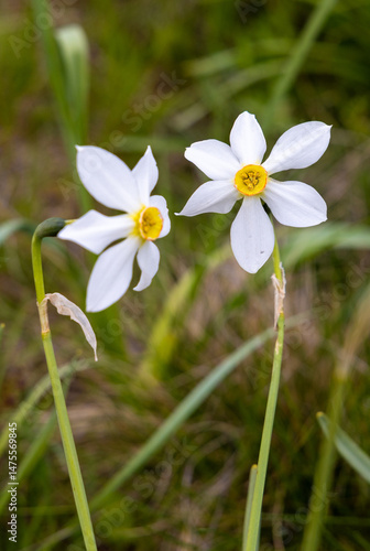 Close-up of wild daffodils in detail