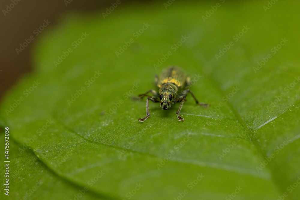 A macro photograph of a green weevil (Curculionidae) captured head-on as it stands on a vibrant green leaf A macro photograph of a green weevil (Curculionidae) captured head-on as it stands on a vibrant green leaf