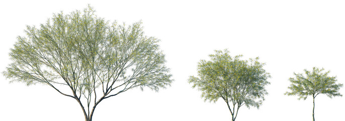 Set of Parkinsonia aculeata (сommon names palo verde, Mexican palo verde, Parkinsonia, Jerusalem thorn) blossoming frontal street trees isolated png on a transparent background perfectly cutout