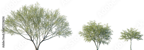 Tableau sur toile Set of Parkinsonia aculeata (сommon names palo verde, Mexican palo verde, Parkin