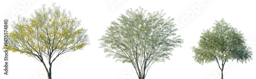 Set of Parkinsonia aculeata (сommon names palo verde, Mexican palo verde, Parkinsonia, Jerusalem thorn) blossoming frontal street trees isolated png on a transparent background perfectly cutout