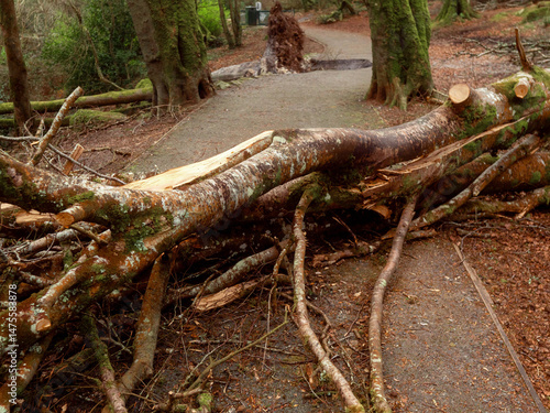 Scene in a forest park after powerful hurricane with trees fallen on the footpath. Effect of a strong storm wind. Destruction caused by nature to nature. Nobody. Green and brown tone.