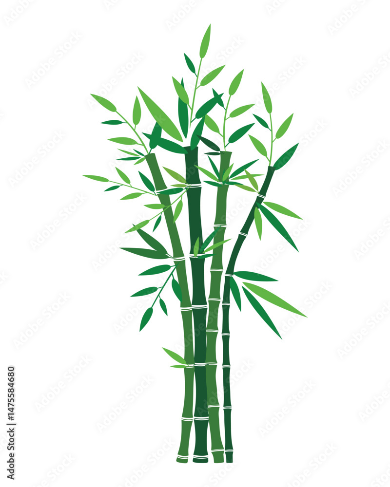 Fototapeta premium Green Bamboo Plant Vector Illustration with Stalks