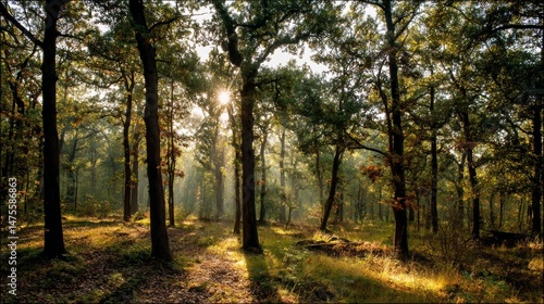 Autumn Oak Forest Illuminated by Warm Sunlight and Covered With Fallen Leaves and Ferns