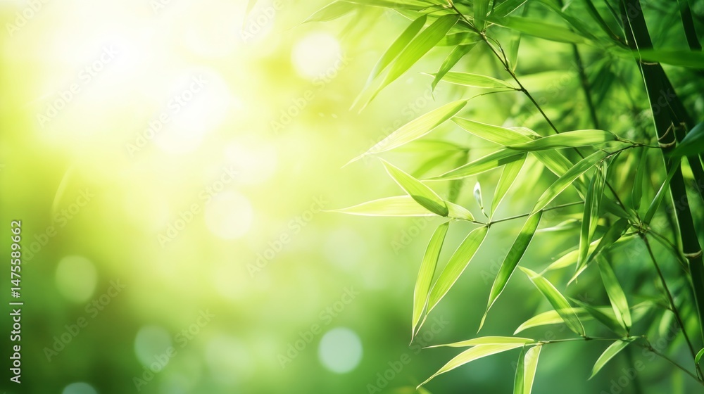 Soaring bamboo grove with green leaves with sunlight filtering through tall bamboo stalks Soaring bamboo grove with green leaves with sunlight filtering through tall bamboo stalks