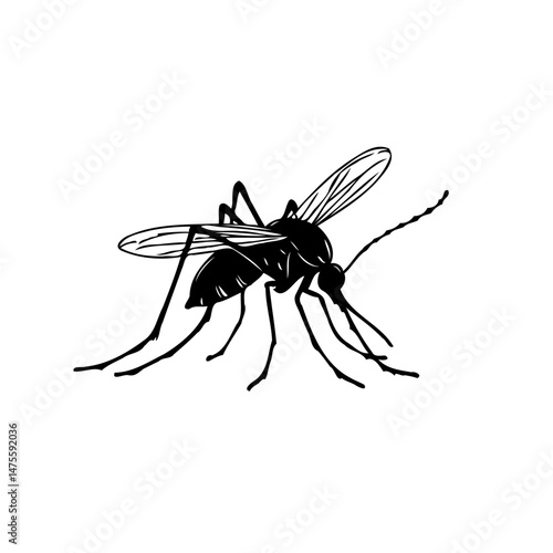 Monochrome mosquito illustration displaying intricate details of insect anatomy