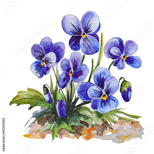 Watercolor purple violets on a transparent background