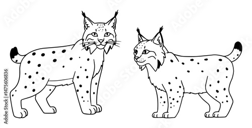 two lynxes standing wild cat vector outline drawing
