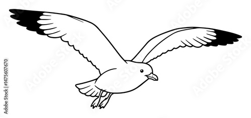 seagull flying bird vector outline