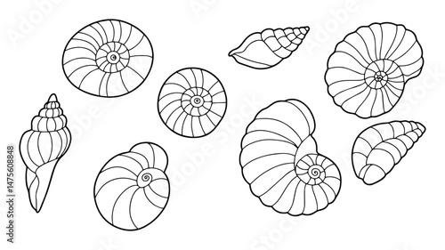 sea shells outline vector illustration – collection of spiral and conical forms