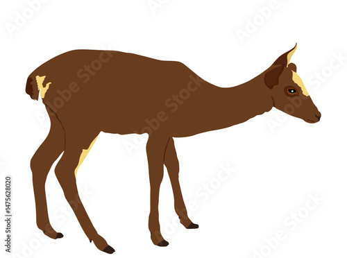 Deer female vector illustration isolated on white background. Reindeer fawn. Proud Noble Deer in forest or zoo. Roe deer standing on alert looking. Doe isolated. Fawn elk vector isolated.
