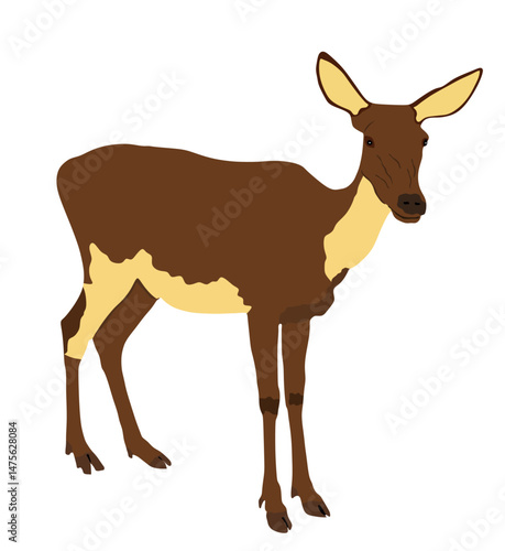 Deer female vector illustration isolated on white background. Reindeer fawn. Proud Noble Deer in forest or zoo. Roe deer standing on alert looking. Doe isolated. Fawn elk vector isolated.