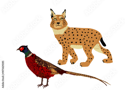 Cunning lynx hunter lurks a pheasant vector illustration isolated. Smart animal predator. Hungry bobcat hunting pheasant cock behind back. Forest wildlife food chain chantry poultry danger. Wild cat.