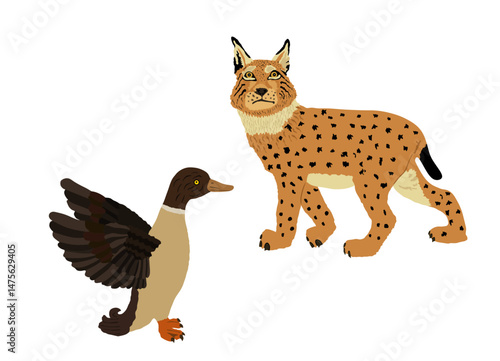 Cunning lynx hunter lurks duck vector illustration isolated. Smart animal predator. Hungry bobcat hunting drake behind back. Forest wildlife food chain chantry poultry danger. Wild cat in hunt.