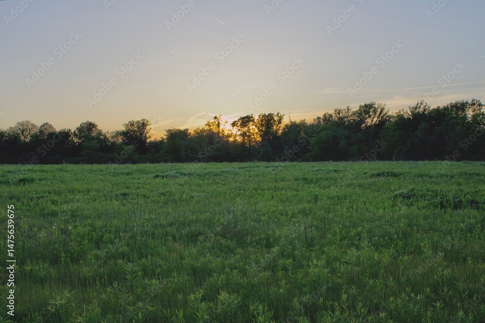Obraz premium sundown on the meadow