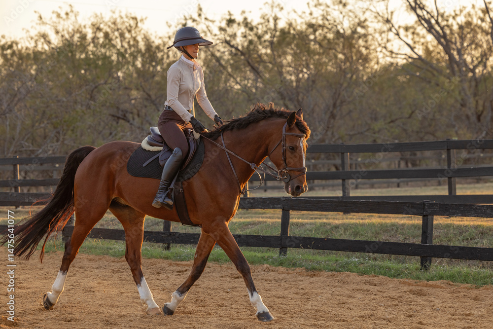 Horse Equestrian hunter jumper riding portrait tack English attire Horse Equestrian hunter jumper riding portrait tack English attire
