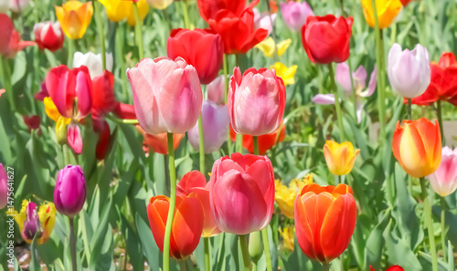 美しいチューリップの花