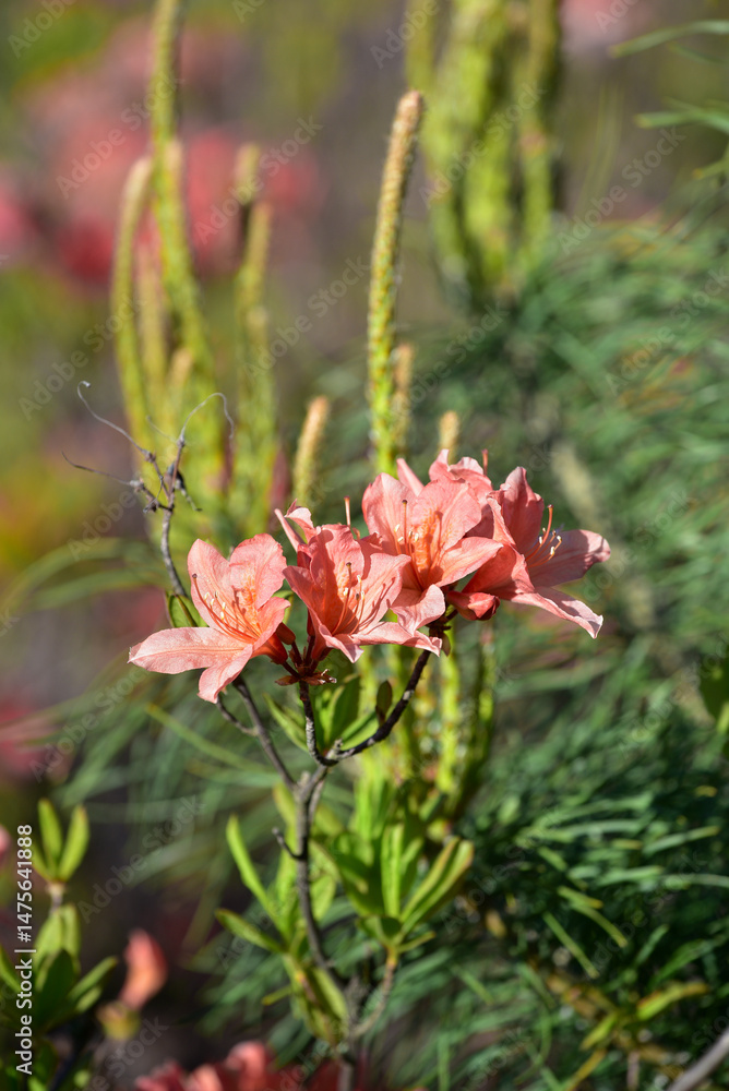 Obraz premium Beautiful red Rhododendron molle (Blume) G. Don blooming in the garden. Close-up of Chinese azalea flowers bloom in spring