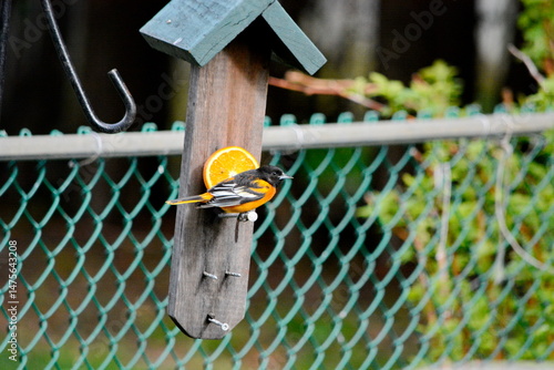 Εκτύπωση καμβά Baltimore Oriole eating an orange In Ontario, Canada.