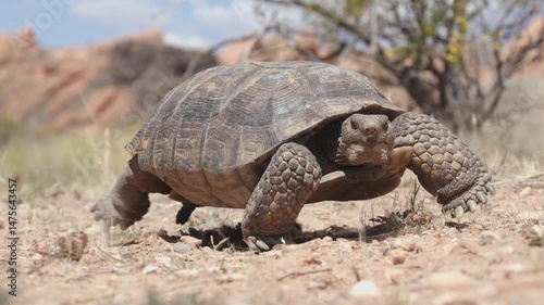 A wide angle 4k video of a Mojave Desert Tortoise ambling along stopping to eat milkvetch flowers in the desert landscape of Confluence Park in Southern Utah USA on a sunny spring day. 