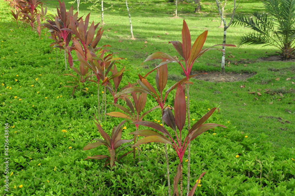 Obraz premium Row of red ornamental plants growing in a landscaped garden, decorative tropical foliage.