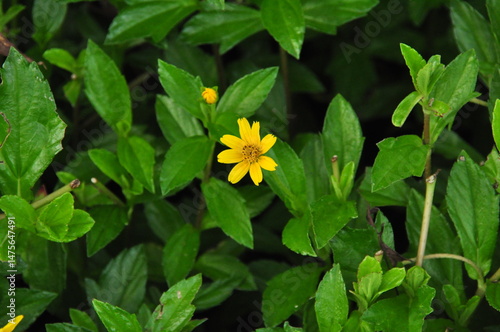 Single yellow flower blooming in a lush green garden, symbol of simplicity and beauty.