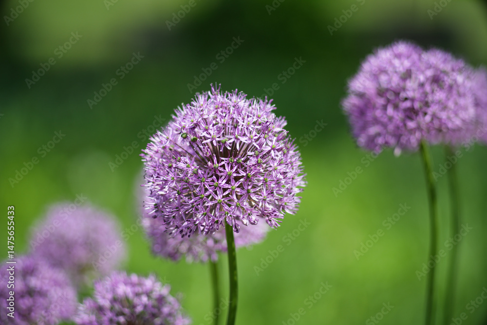 Allium giganteum, common name giant onion, is an Asian species of onion in the Onion Family (Alliaceae), native to central and southwestern Asia but cultivated in many countries. Allium giganteum, common name giant onion, is an Asian species of onion in the Onion Family (Alliaceae), native to central and southwestern Asia but cultivated in many countries.