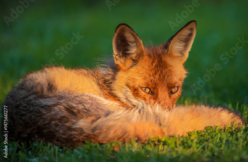 Obraz na plátně red fox in the grass