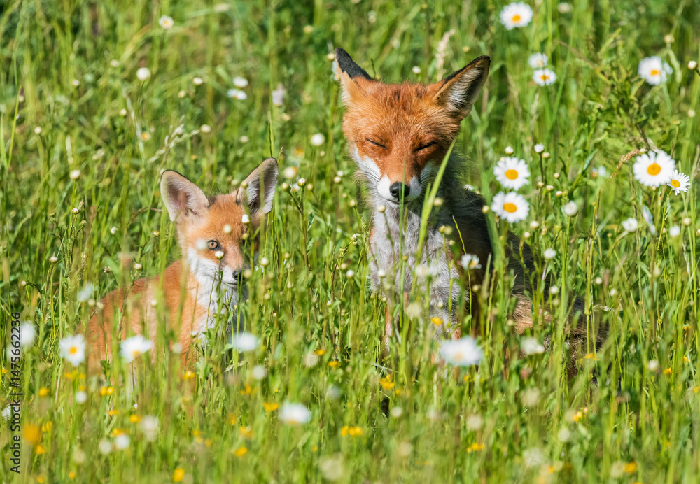 Fototapeta premium red fox with cub with cub in the meadow