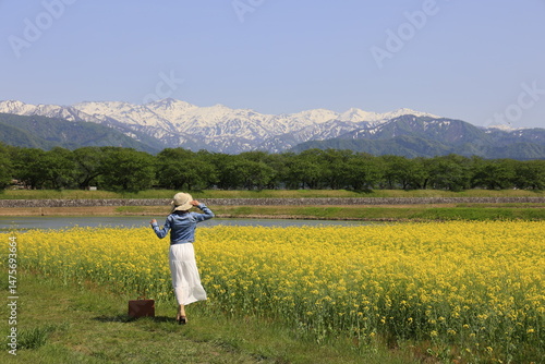 Wallpaper Mural 菜の花とアルプス Torontodigital.ca